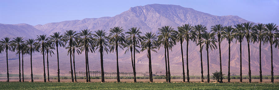Rows of date palms with mountain beyond Photograph by Timothy Hearsum