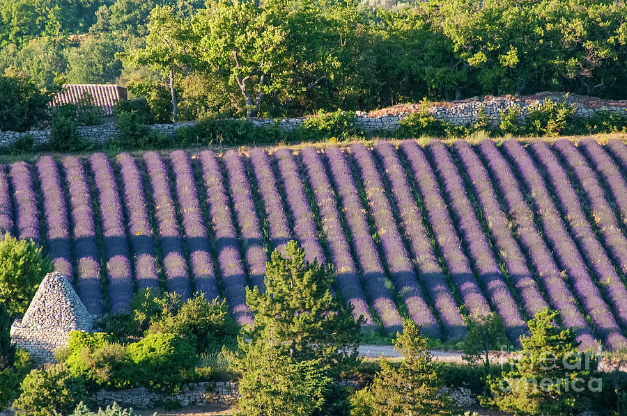 Rows of French Lavender in Provence Photograph by Bob Phillips