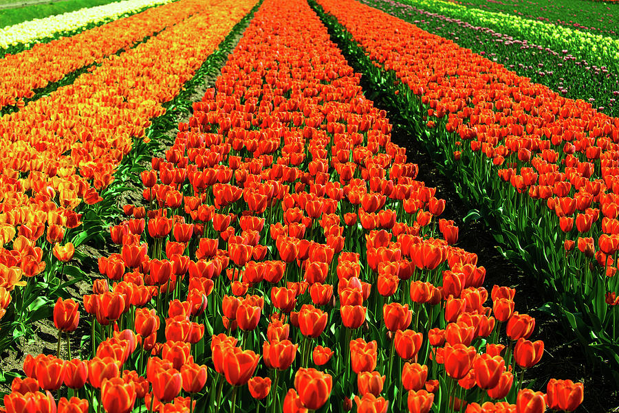 Rows of Holland Tulips Photograph by Dennis Dame