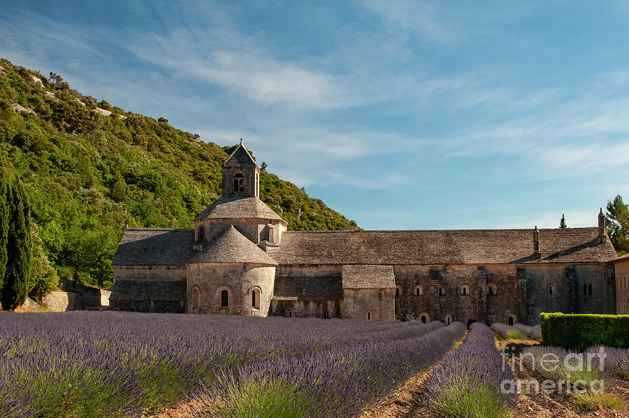 Rows of Lavender at Senanque Abbey Photograph by Bob Phillips