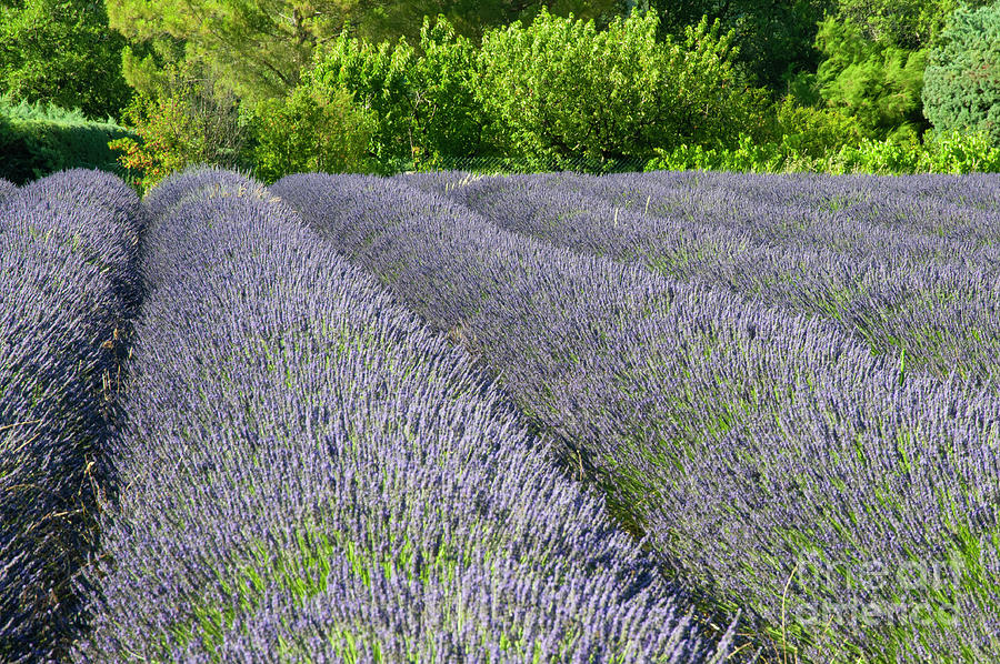 Rows of Lavender in Saignon One Photograph by Bob Phillips