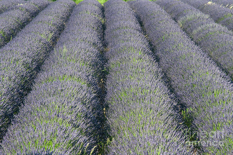 Rows of Lavender in Saignon Three Photograph by Bob Phillips