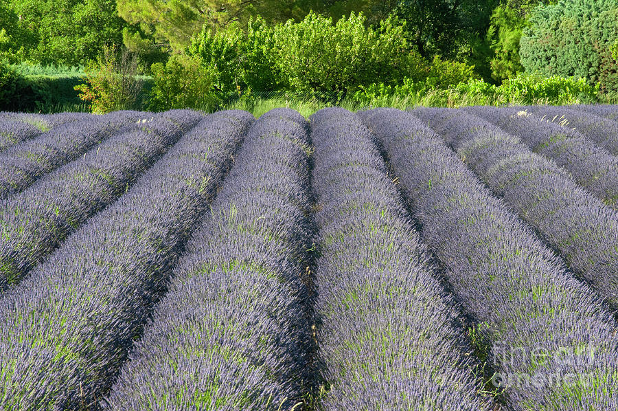 Rows of Lavender in Saignon Two Photograph by Bob Phillips
