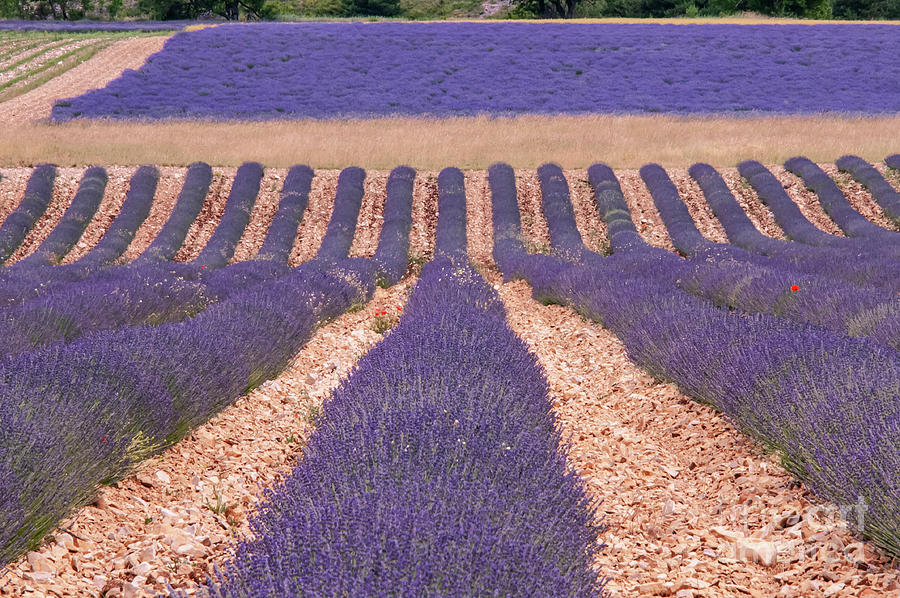 Rows of Lavender in Sault Photograph by Bob Phillips