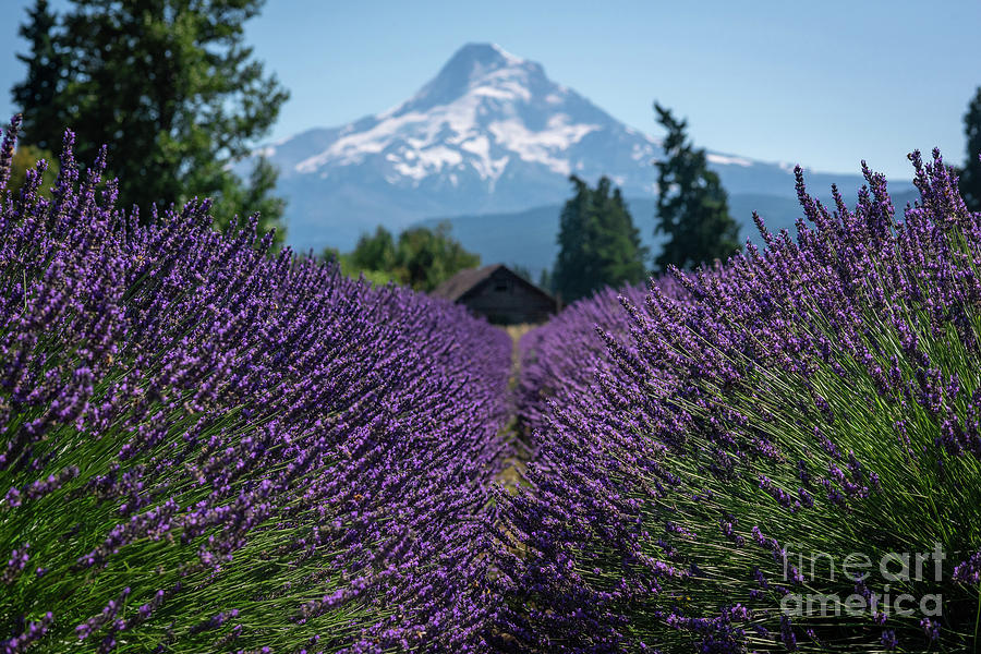 Rows Of Lavender Photograph