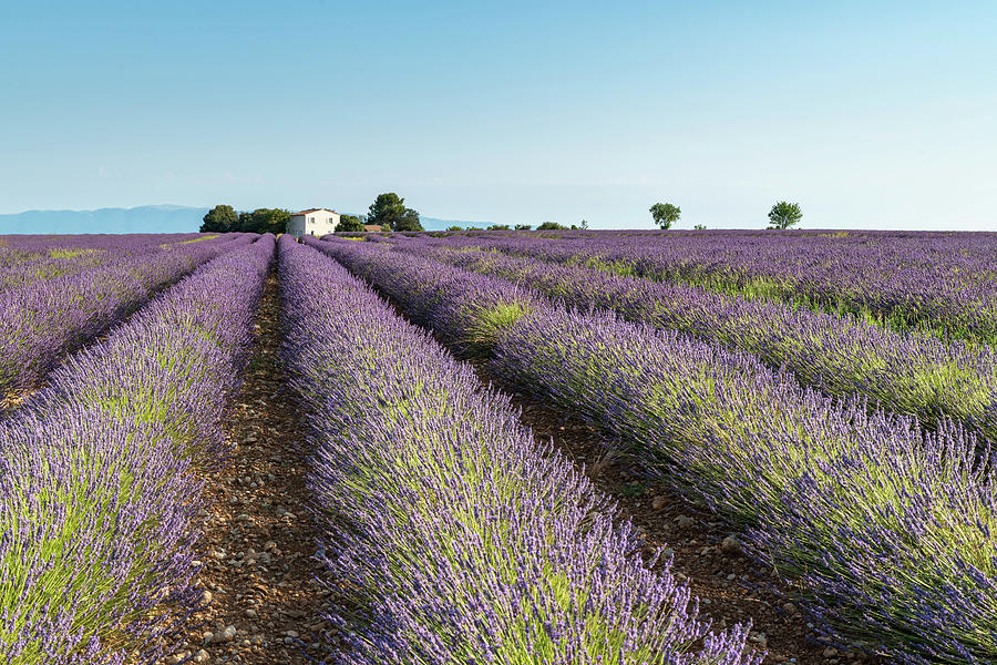Rows of Lavender Photograph by Rob Hemphill