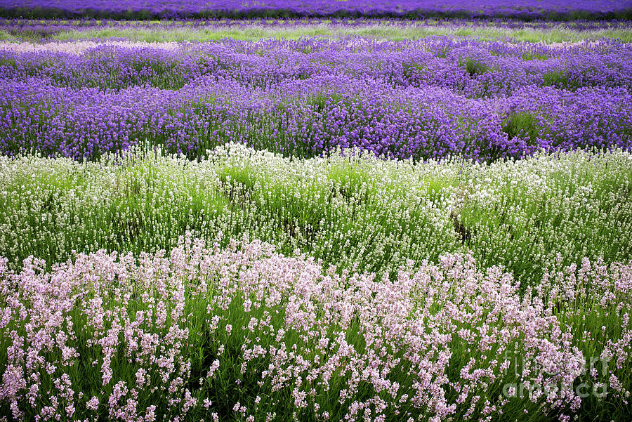 Flower Photograph - Rows of Lavender  by Tim Gainey