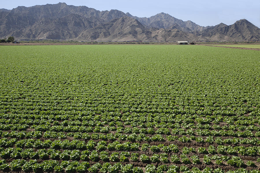 Rows of midgrowth lettuce plants; mountains beyond Photograph by Timothy Hearsum