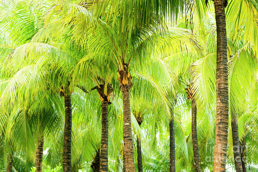 Rows Of Palm Trees Photograph