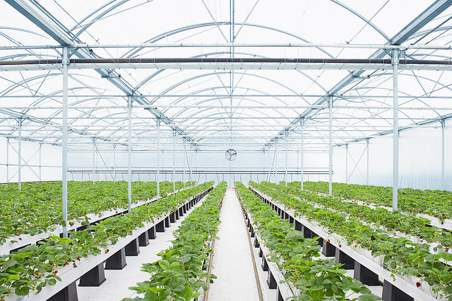 Rows of plants growing in greenhouse Photograph by Jacobs Stock Photography Ltd