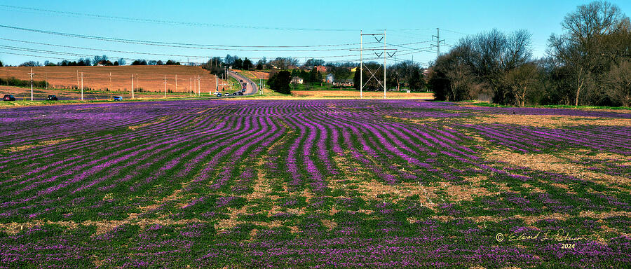 Rows of Purple Ground Cover Photograph by Ed Peterson Rows of Purple Ground Cover Photograph by Ed Peterson