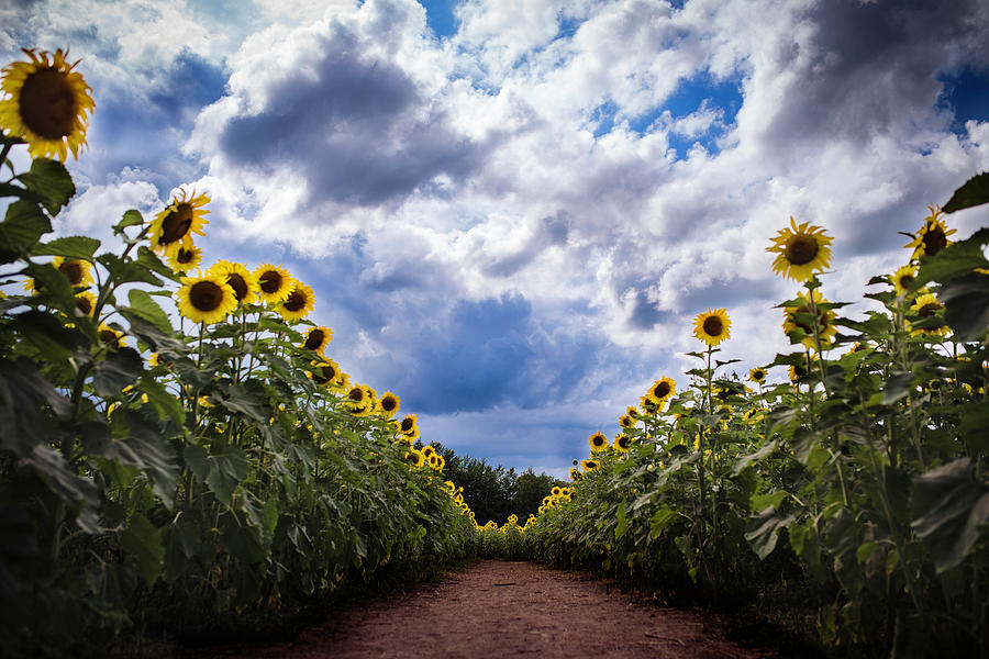 Rows of Sunflowers Photograph by Nicole Engstrom