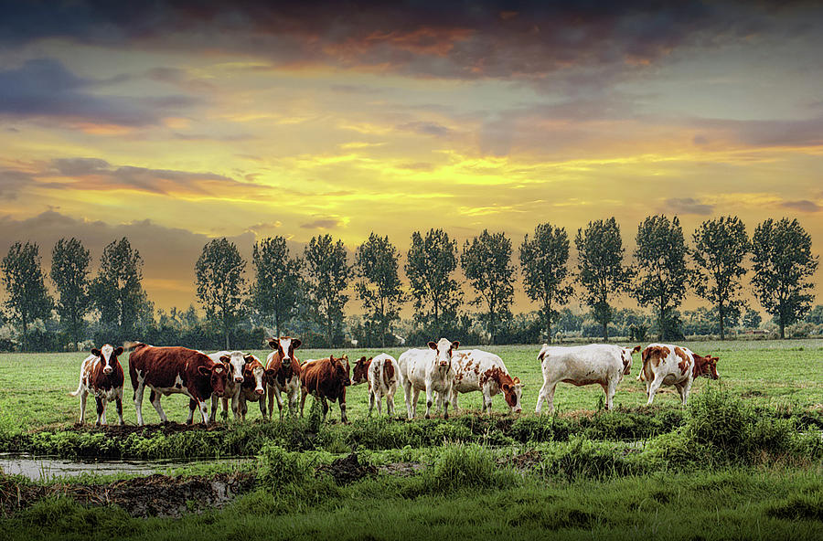 Rows Of Trees And Cattle In The Netherlands Photograph