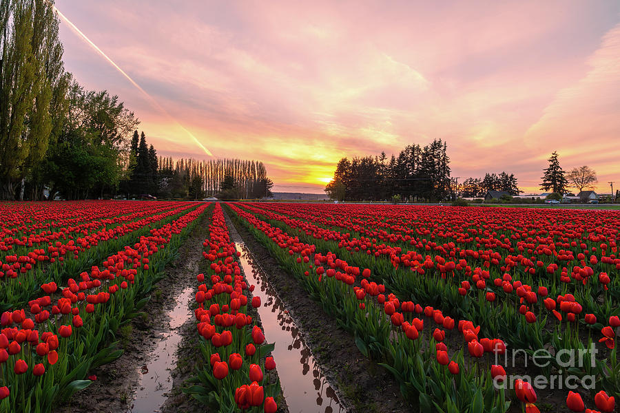 Spring Photograph - Rows of Tulips and Tall Trees by Mike Reid