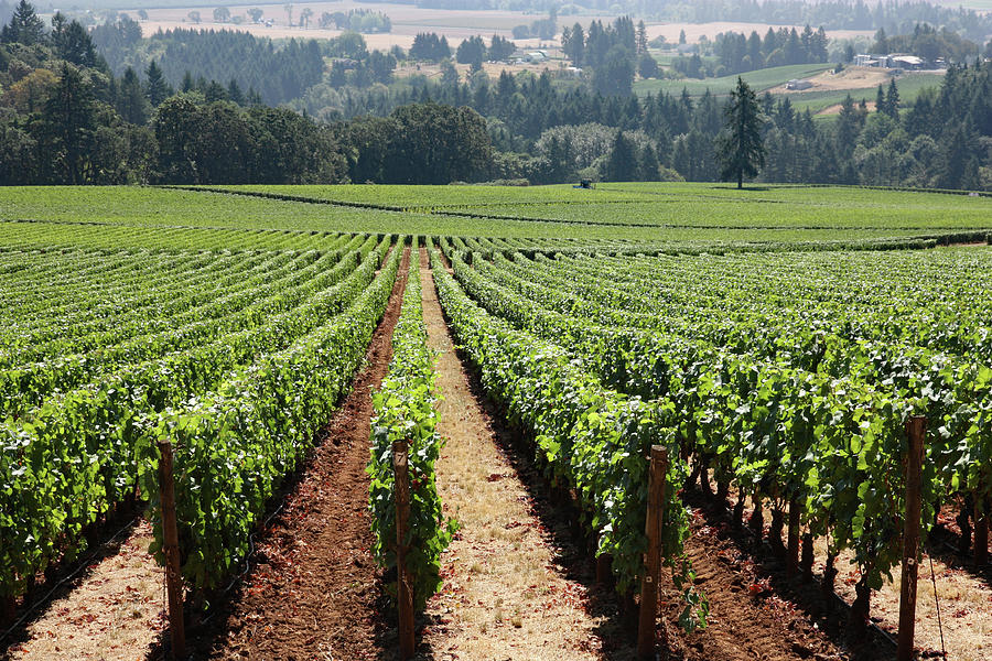 Rows of Vines Photograph by Raymond R | Fine Art America