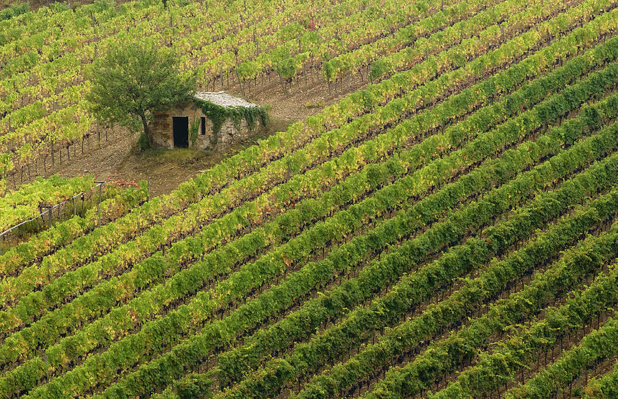 Rows Of Vines, Tuscany, Italy  Photograph by Sarah Howard
