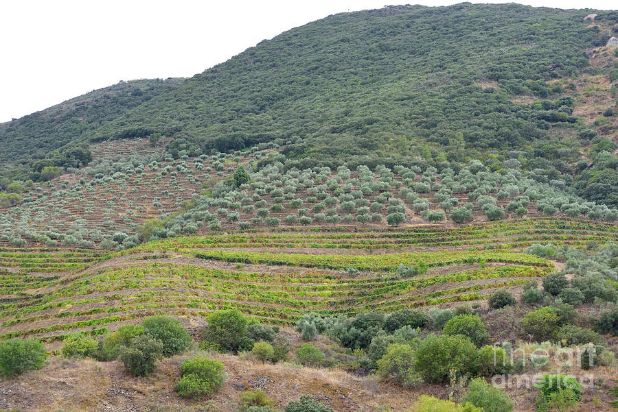 Rows Of Wine Vines And Olive Trees, The Duoro River Valley, Portugal Photograph by Tom Wurl