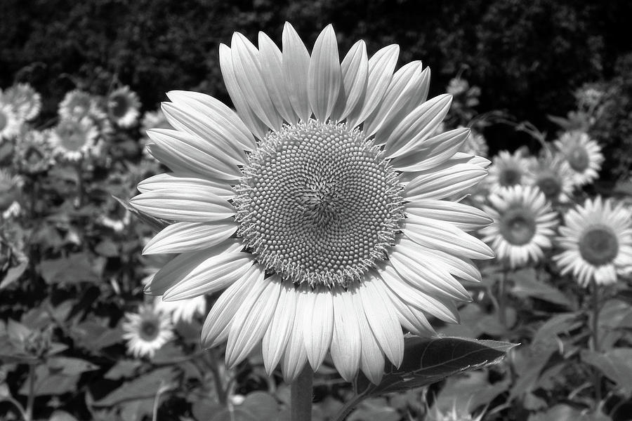 Roxanna Sunflower Helianthus in Black and White Photograph by Bill Swartwout
