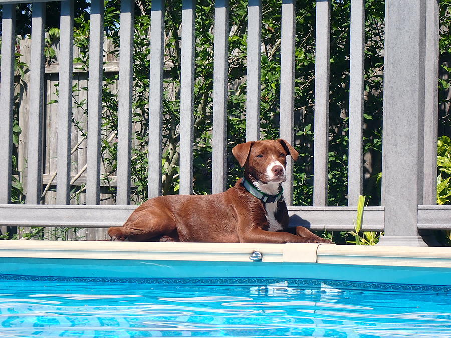 Roxie lounging by the pool Photograph by Susan Jensen