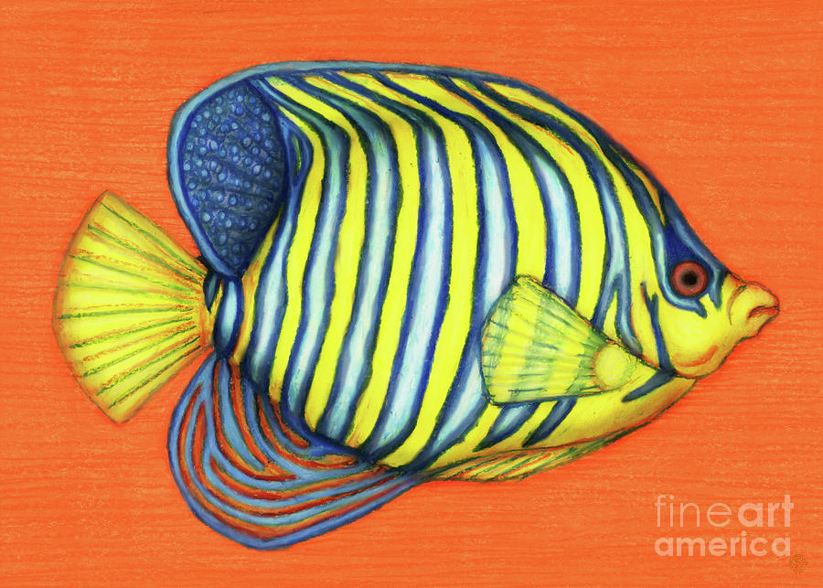 Royal Angelfish Painting by Amy E Fraser