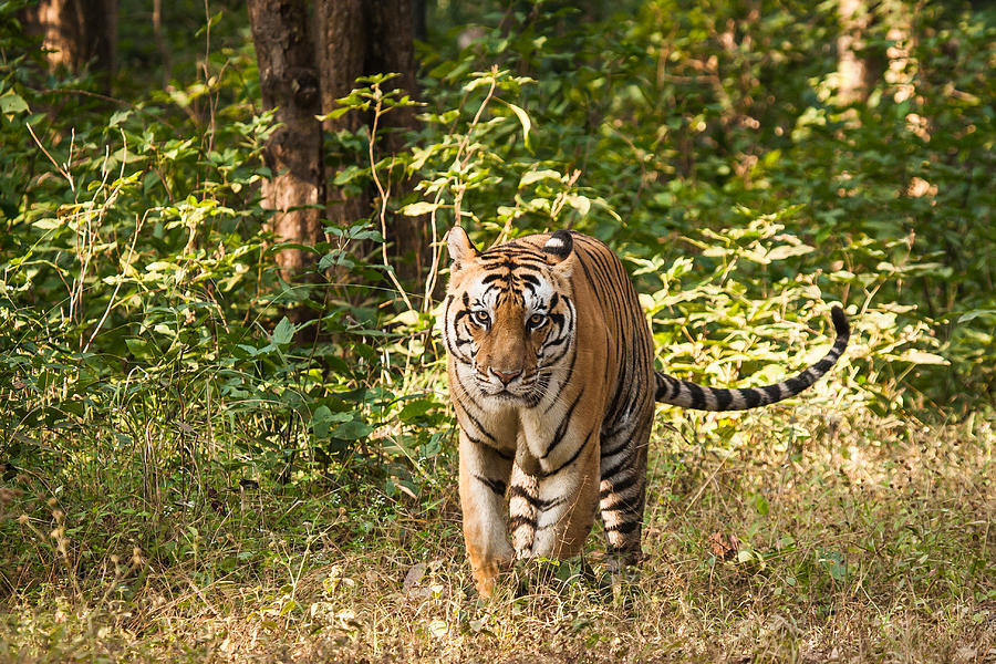 Royal Bengal Tiger Photograph by (c) Niranj Vaidyanathan v.niranj@gmail.com