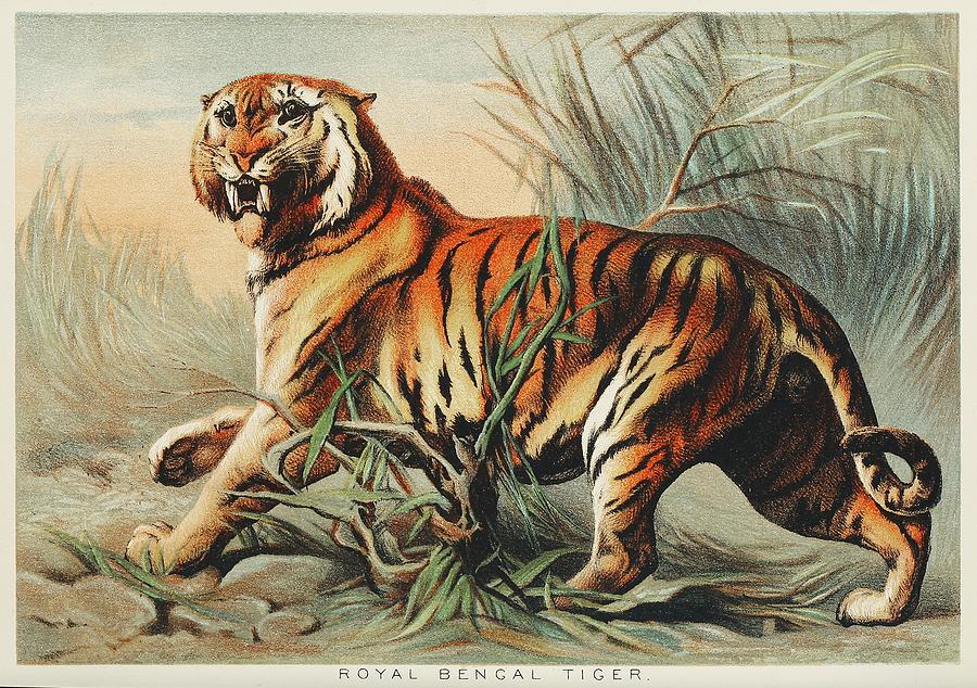 History - THE BENGAL TIGER