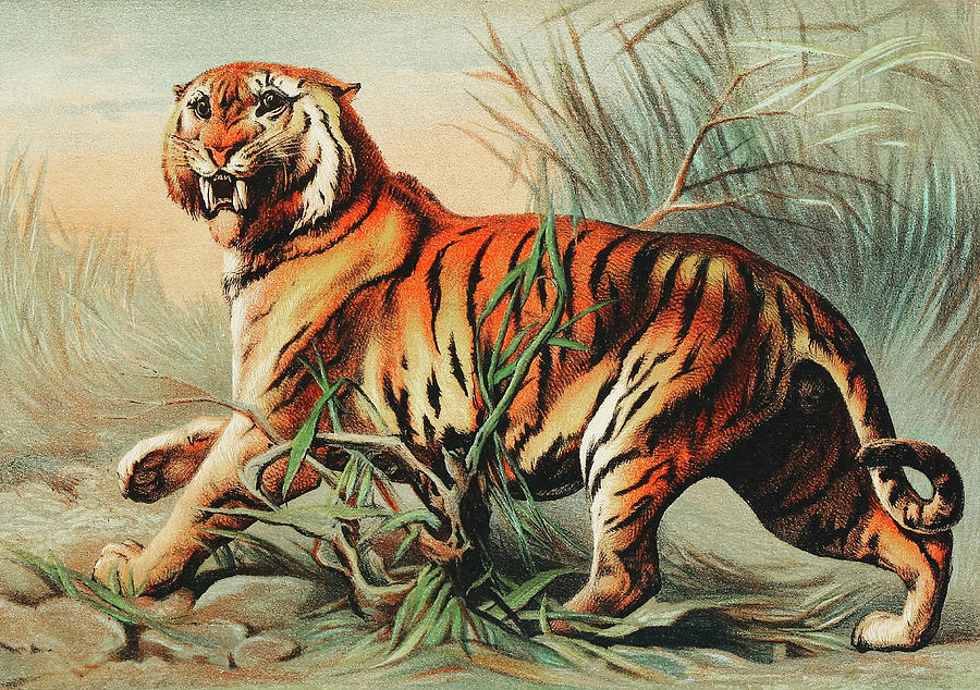 Nature Drawing - Royal Bengal Tiger  by John Karst