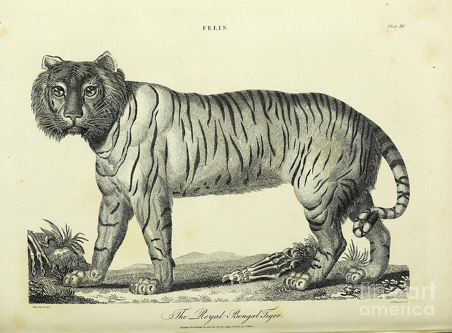 Bengal Tiger (Panthera tigris tigris) Dimensions & Drawings | Dimensions.com