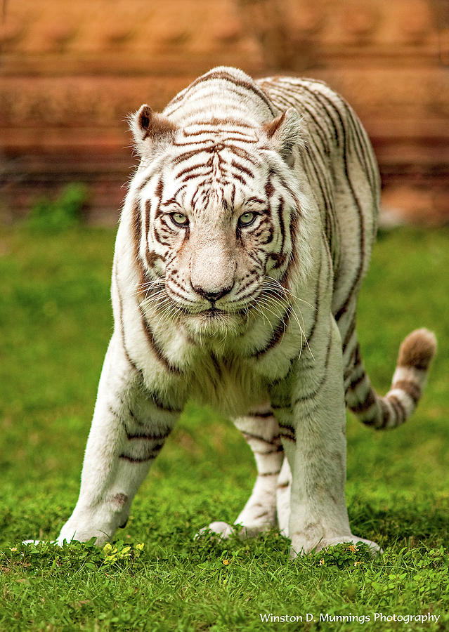 Royal Bengal Tiger Photograph by Winston D Munnings