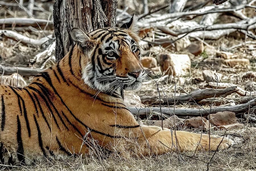 Royal Bengal Tigress Photograph by Ramabhadran Thirupattur