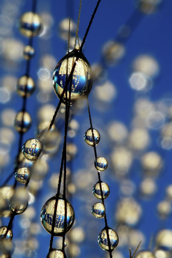Royal Blue Sparkles Photograph by Sharon Johnstone
