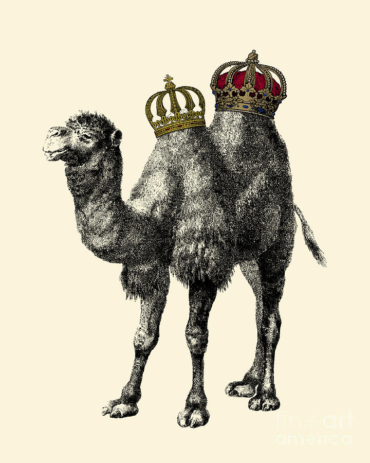 Animal Digital Art - Royal Camel by Madame Memento