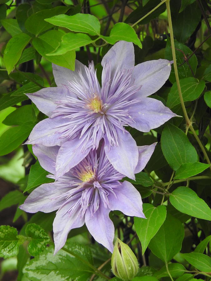 Royal Clematis Photograph by Barbara Ebeling - Fine Art America