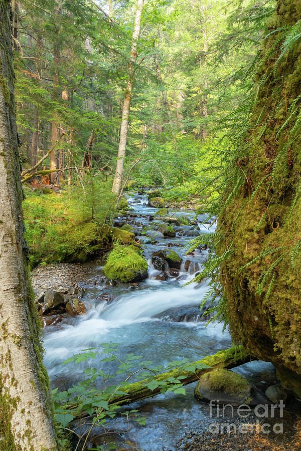 Royal Creek in Olympic National Park Photograph by Nancy Gleason