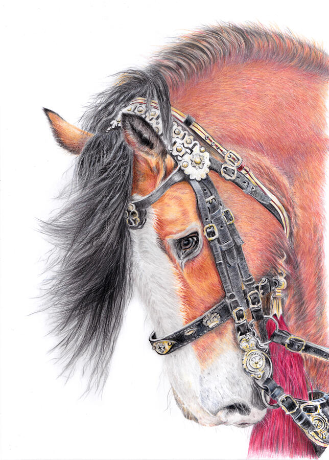 Horse Painting - Royal Drum Horse by Debra Hall