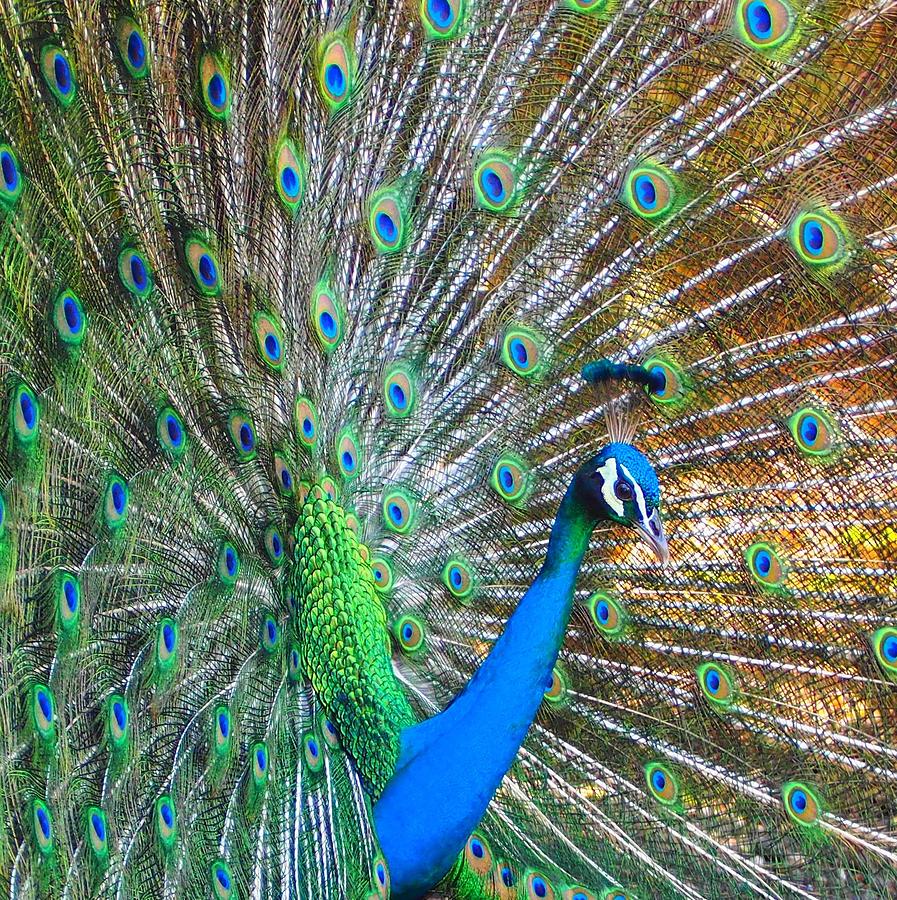 Royal Feathers Photograph by Jewels Hamrick