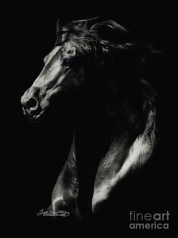 Royal Friesian Stallion Photograph by Lori Ann  Thwing