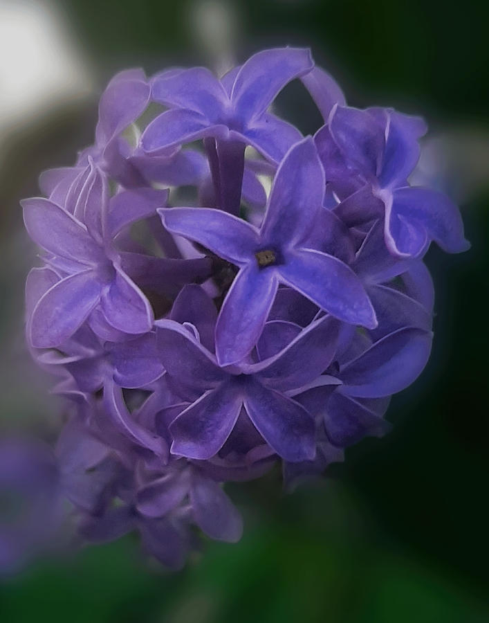 Royal Lilac of Colorado Photograph by Danette Steele