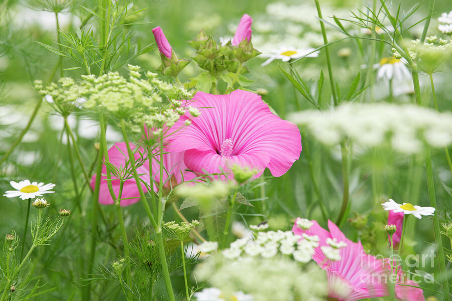 Royal Mallow in a Wildflower Meadow Photograph by Tim Gainey Royal Mallow in a Wildflower Meadow Photograph by Tim Gainey