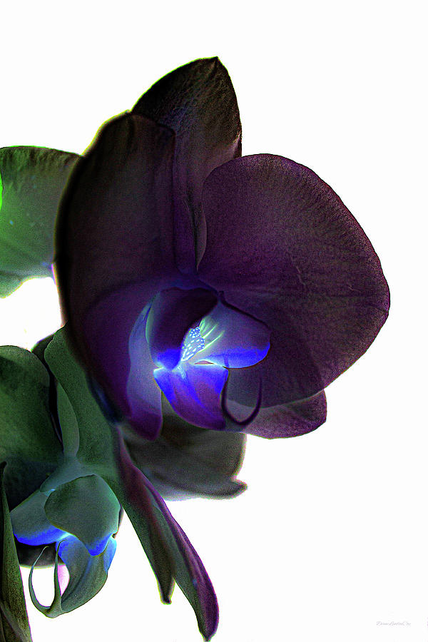 Orchid Photograph - Royal Orchid 1 by Diane Lindon Coy