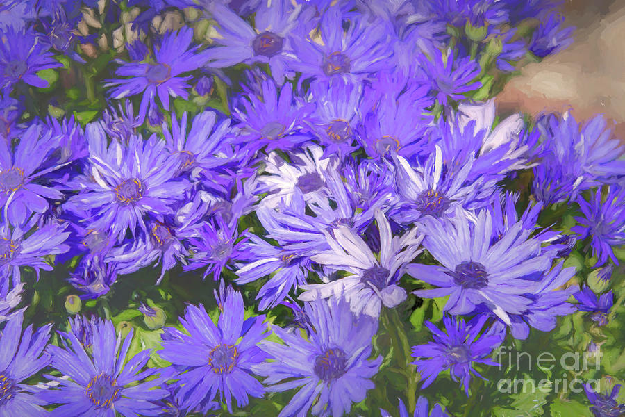 Royal Purple and White Dome Asters Photograph by Diana Mary Sharpton