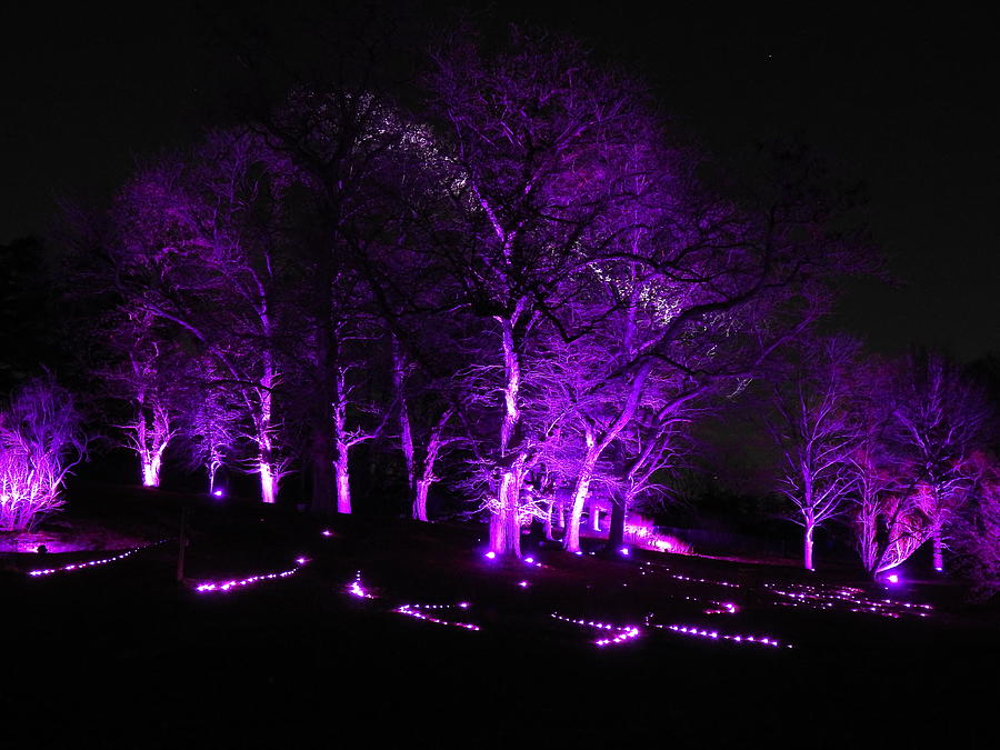 Royal Purple Arboretum Nights Photograph by Barbara Ebeling