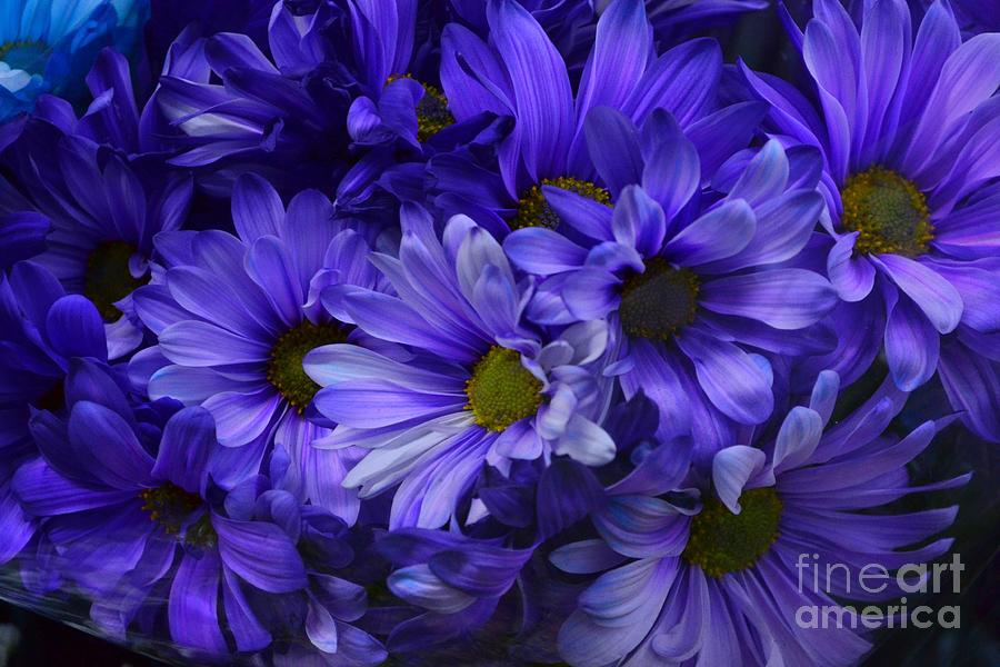 Flower Photograph - Royal Purple Majesty - Flowers of Spring by Miriam Danar