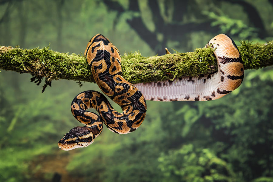 Royal python on branch Photograph by Alan Tunnicliffe Photography