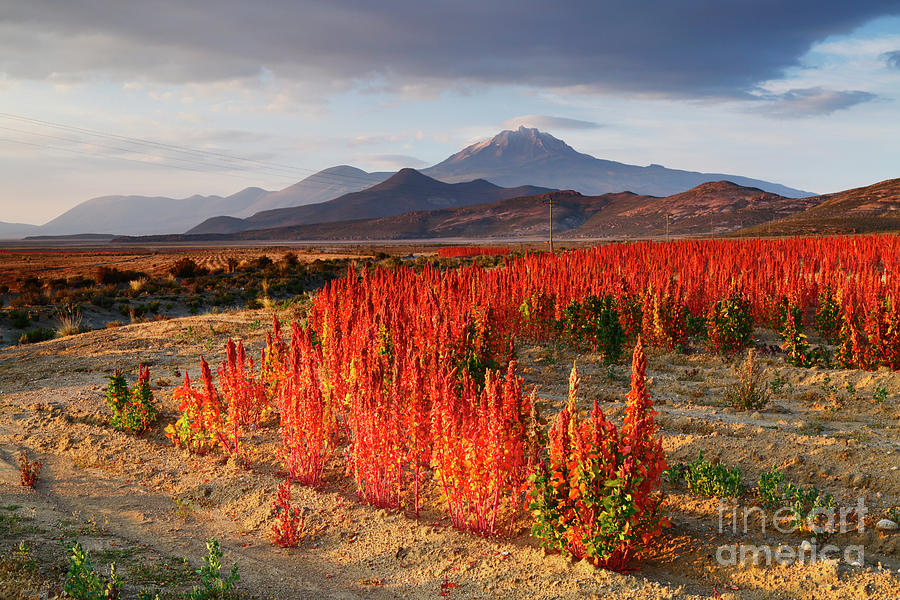 Royal Quinoa Field and Thunupa Volcano at Dawn Bolivia Photograph by James Brunker