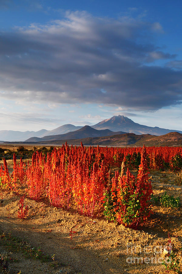 Royal Quinoa Field and Thunupa Volcano at Sunrise Bolivia Photograph by James Brunker