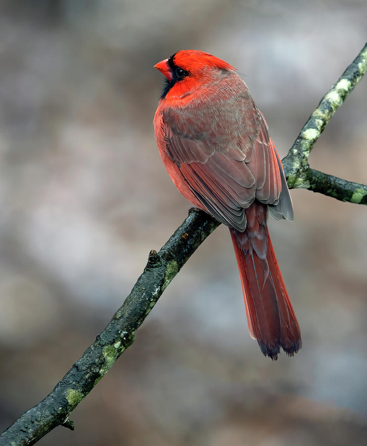 Royal Red Photograph by Art Cole
