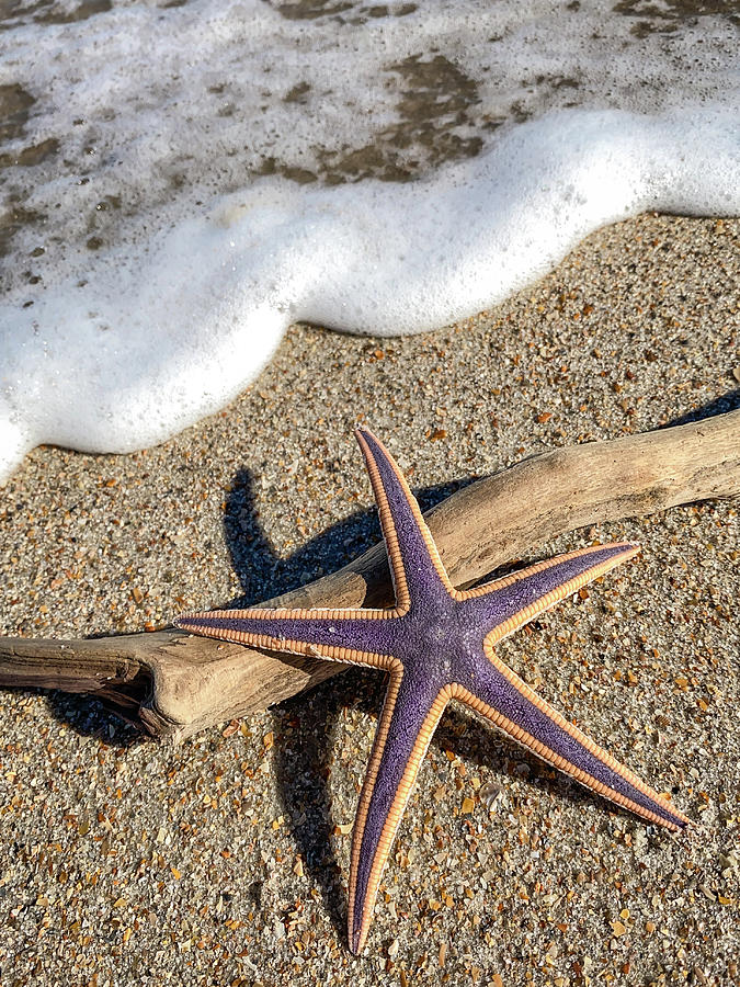 Royal Sea Star, Amelia Island, Florida Photograph by Dawna Moore Photography