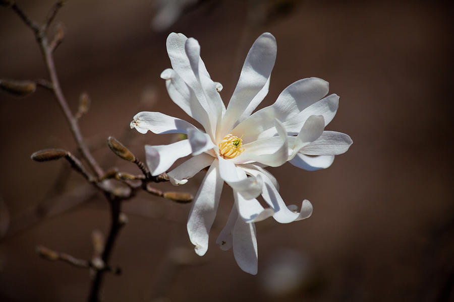 Royal Star Magnolia Flower Photograph by Trevor Slauenwhite Royal Star Magnolia Flower Photograph by Trevor Slauenwhite