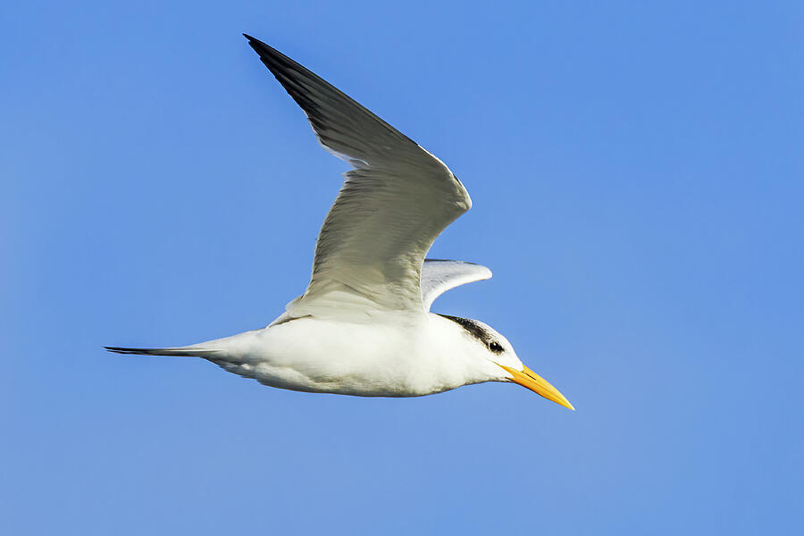 Royal Tern Photograph by Adam Rainoff Royal Tern Photograph by Adam Rainoff